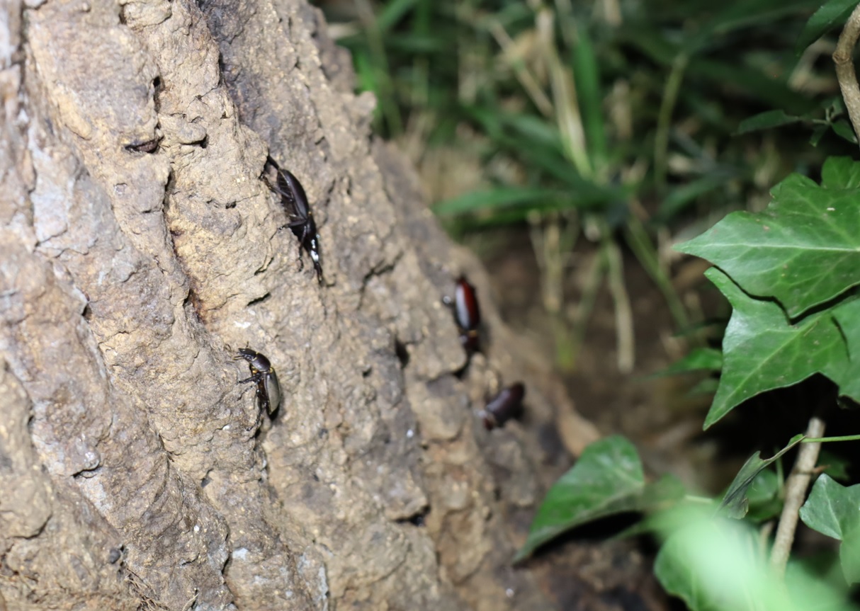 コクワガタ1♂1♀、ノコギリクワガタ1♂1♀_No.4のクヌギ_クワガタ達のオアシス_2023年8月28日19時10分 気温29.8度